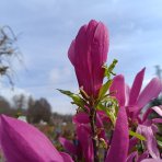 Magnólia hybridná (Magnolia Hybrida) ´SUSAN´ - výška 170-180 cm, kont. C10L (-24°C) NA KMIENKU